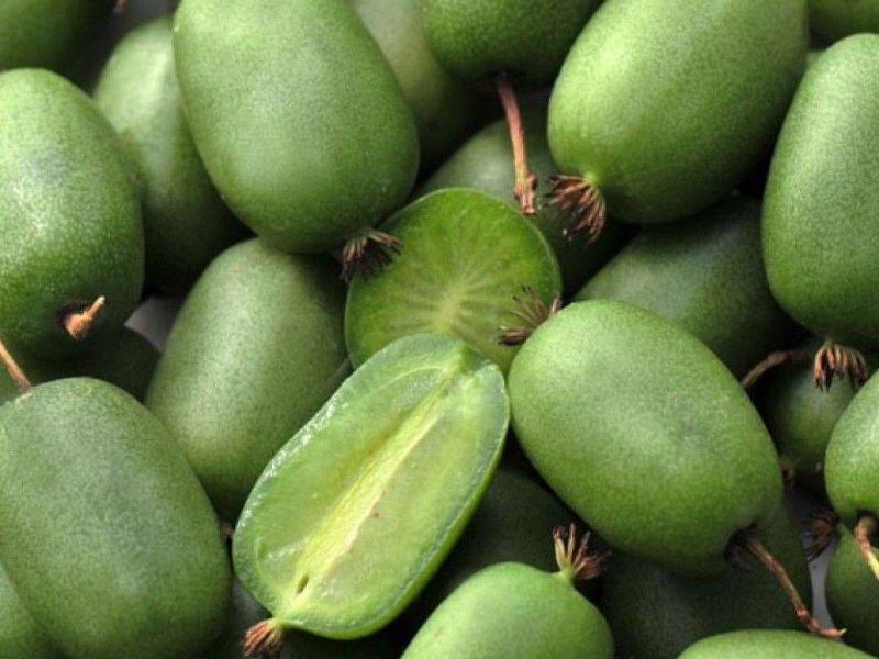 Актинидия купить саженцы из питомнике в Дербенте
