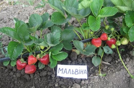 Клубника "МАЛЬВИНА" (7шт.)