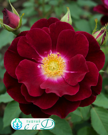 Роза "НАЙТ ОУЛ"