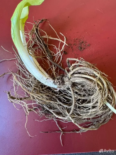 Хоста "АДОРАБЛ"