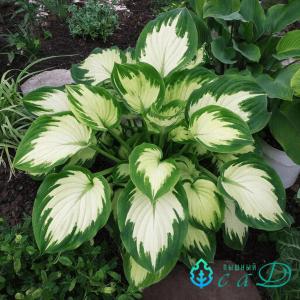 Хоста "ВАЙТ БИКИНИ"
