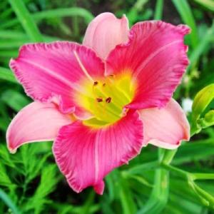 Лилейник "ФАЙНАЛ ТАЧ"