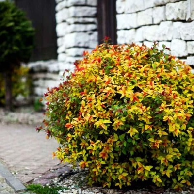 Спирея "МЕДЖИК КАРПЕТ" (стакан Р9)