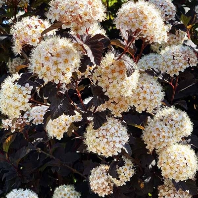 Пузыреплодник "РЕД БАРОН" (стакан Р9)