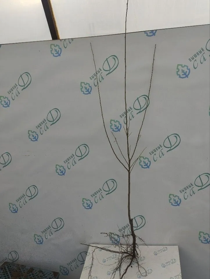 Шарафуга Белла Голд