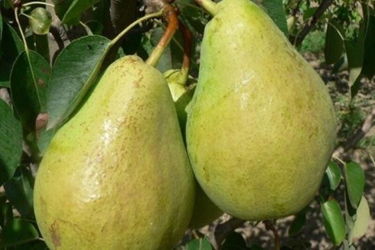 Груша "ЛУЧИСТАЯ"