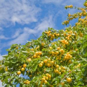 Слива "БЕЛОСНЕЖКА"